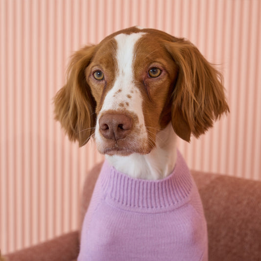 Brittany spaniel wearing Banana mania knit sweater in purple color