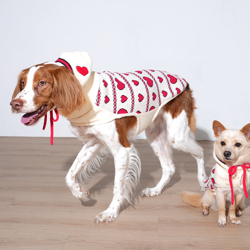 Brittany spaniel and mix dog are wearing Love Edition Knit Vest & Bonnet set in ivory color
