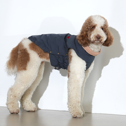 standard poodle wearing check my heart padding in navy and orange checkered