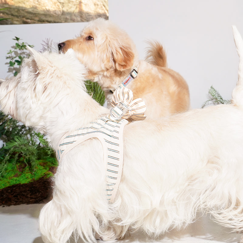 white terrier and mix dog are wearing stripe daisy harness in beige color