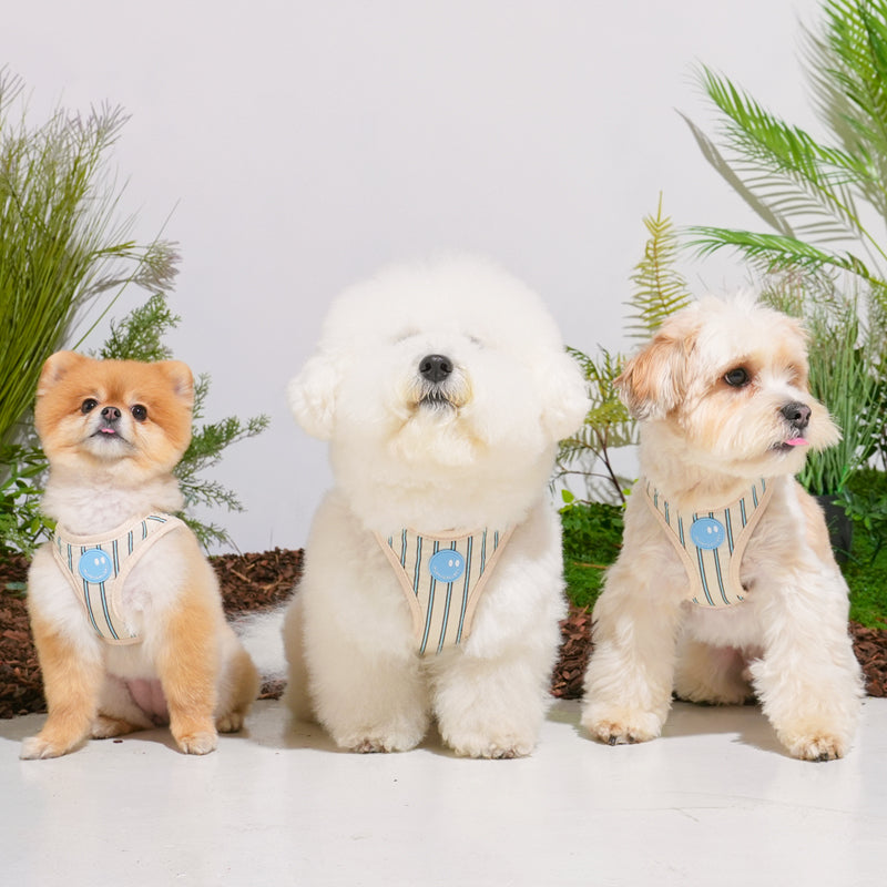bichon, pomeranian, and mix dog are wearing stripe daisy harness in beige color