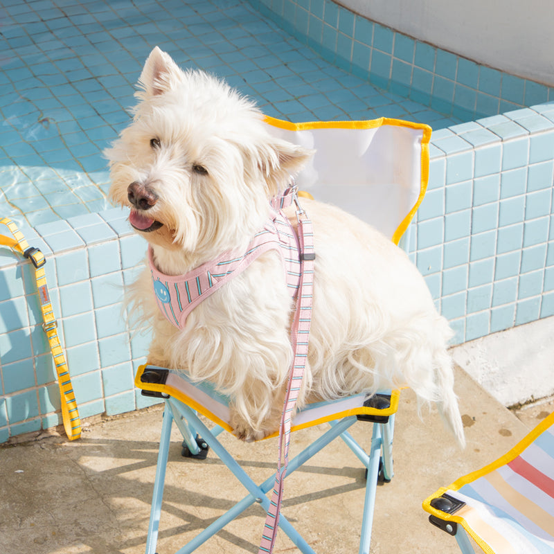 white terrier wearing stripe daisy harness in pink color