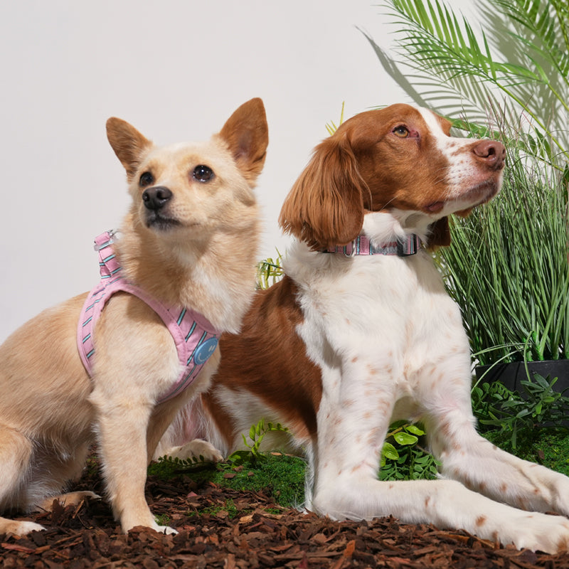Brittany Spaniel and mix dog are wearing stripe daisy harness in pink color