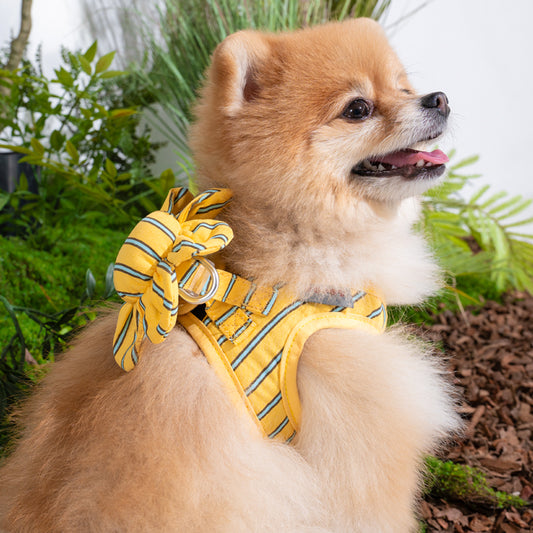 pomeranian wearing stripe daisy harness in yellow color