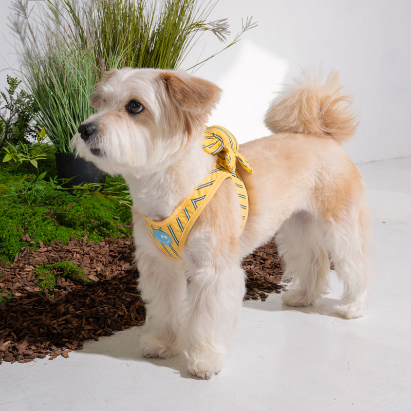 mix dog wearing stripe daisy harness in yellow color