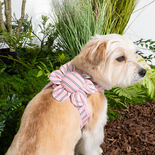 mix dog wearing stripe daisy toy in pink color